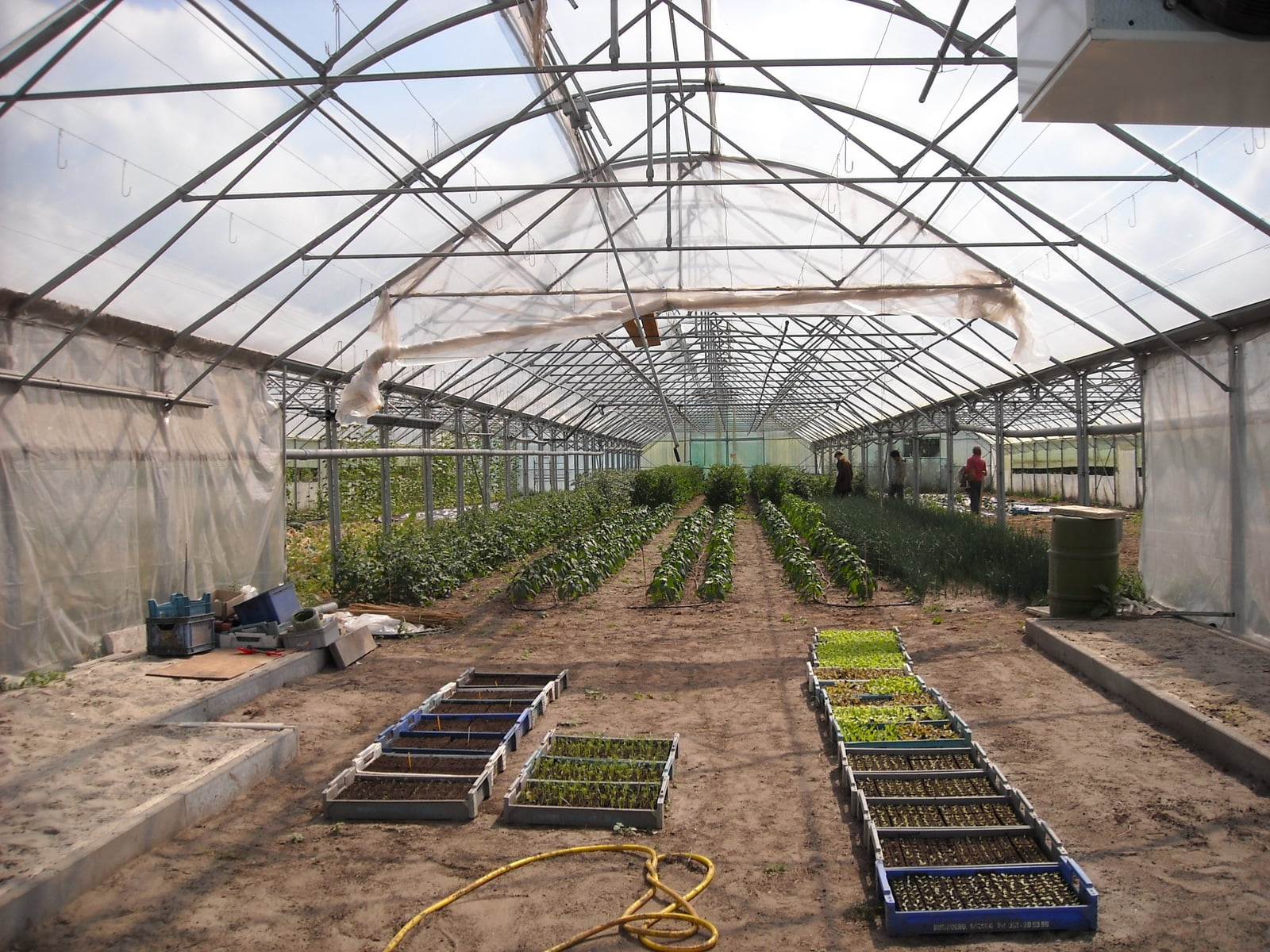 Cómo empezar a cultivar plantas en un invernadero 1