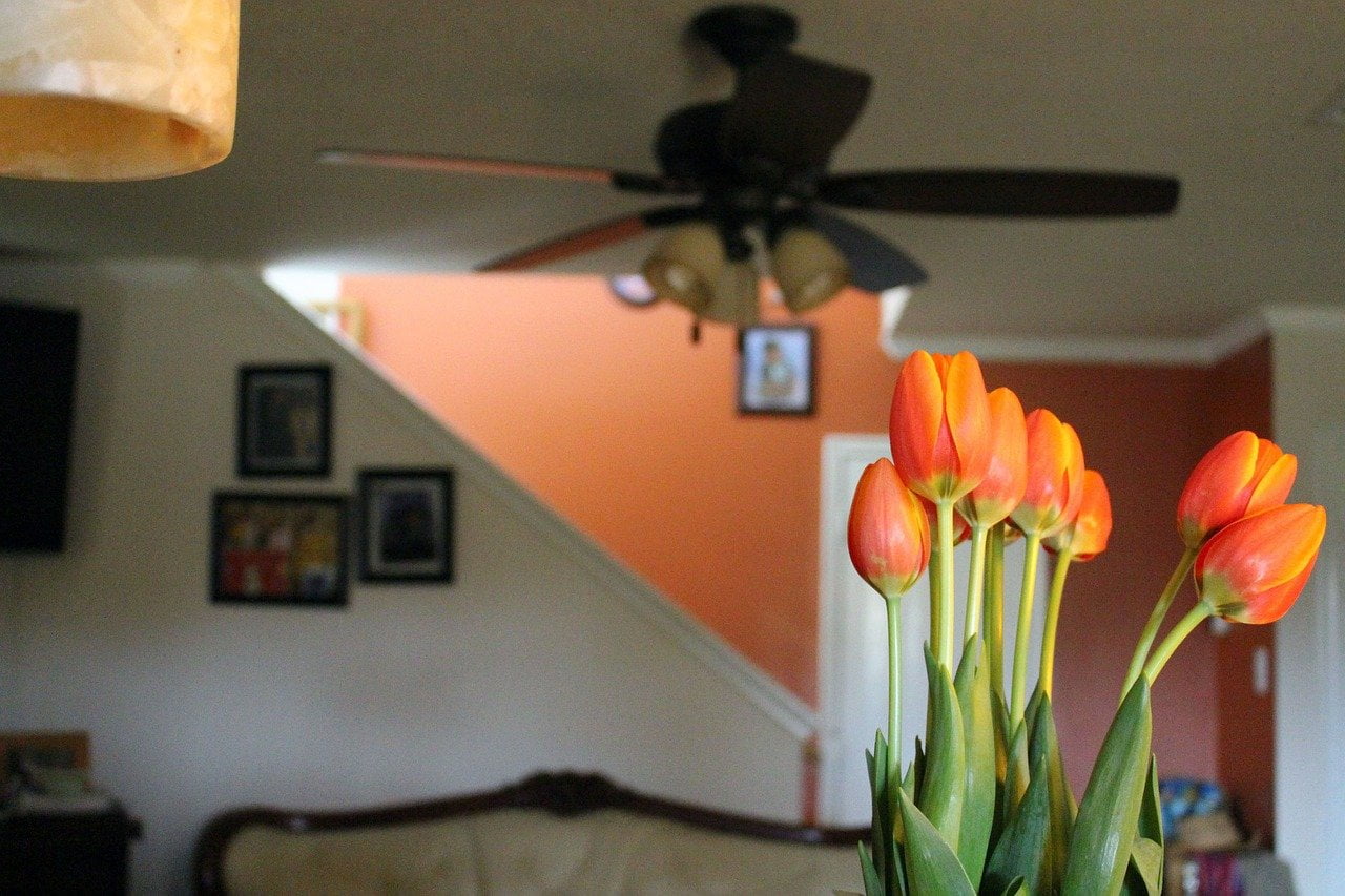 Cómo forzar a los tulipanes a florecer en interiores 1