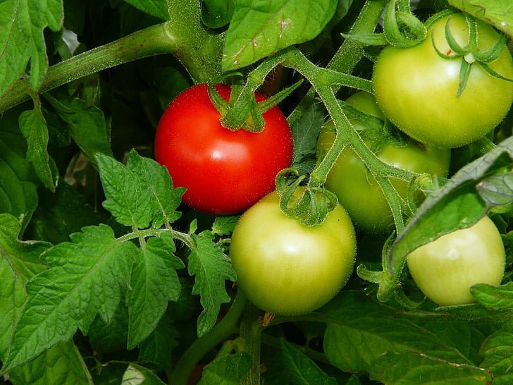 Cómo polinizar tomates de interior 1