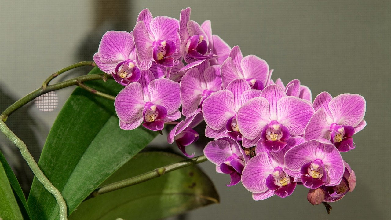 Cómo reproducir orquídeas Phalaenopsis usando 3 técnicas simples