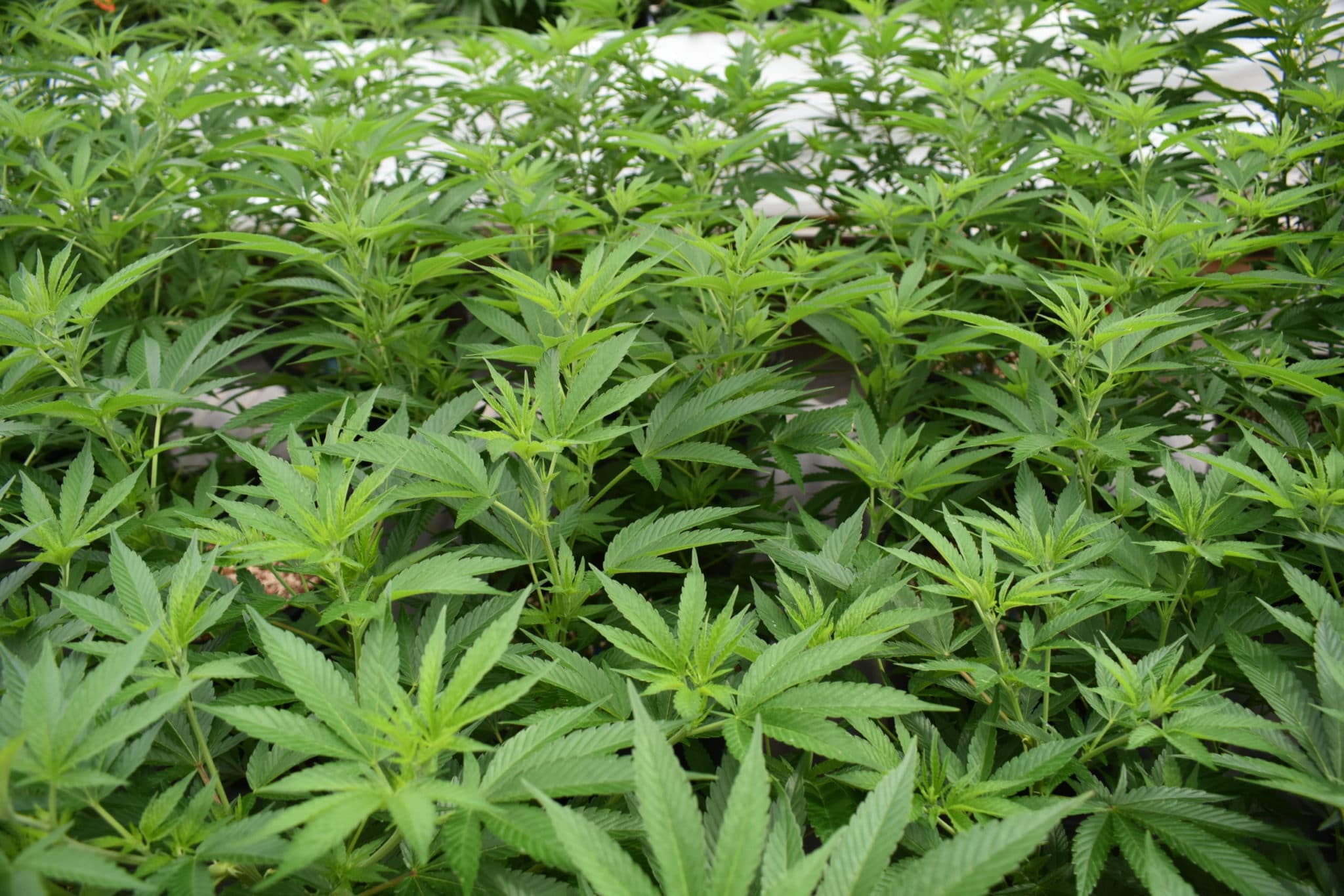 Cómo saber cuándo cosechar cannabis que crece en un invernadero 1