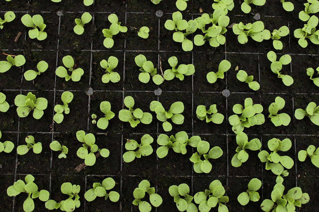 Cómo saber cuándo cosechar verdes pequeños en un invernadero pequeño 1