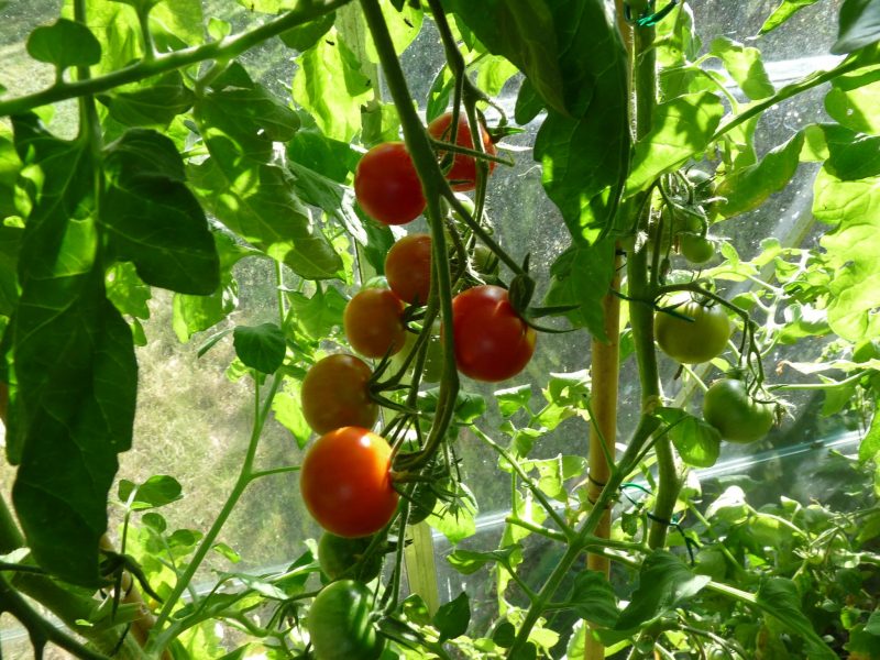 Cuándo comenzar a cultivar tomates en invernadero 1