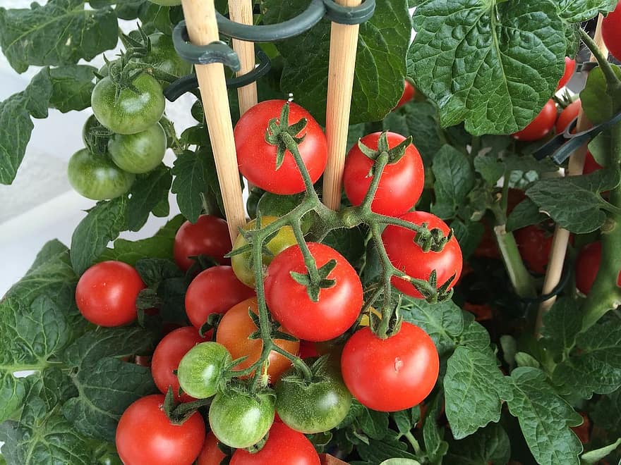 Cuándo plantar tomates en Kentucky para lograr el éxito 1