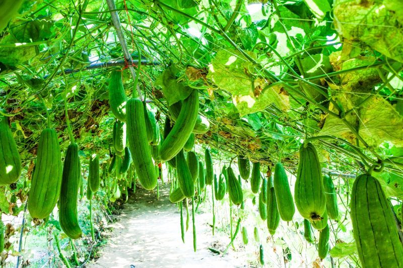 Cultivo de calabacín en España 1