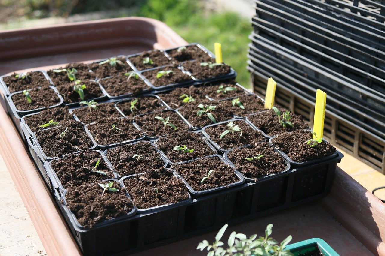 Cultivo de semillas de albahaca: cuándo trasplantar plántulas de albahaca 1