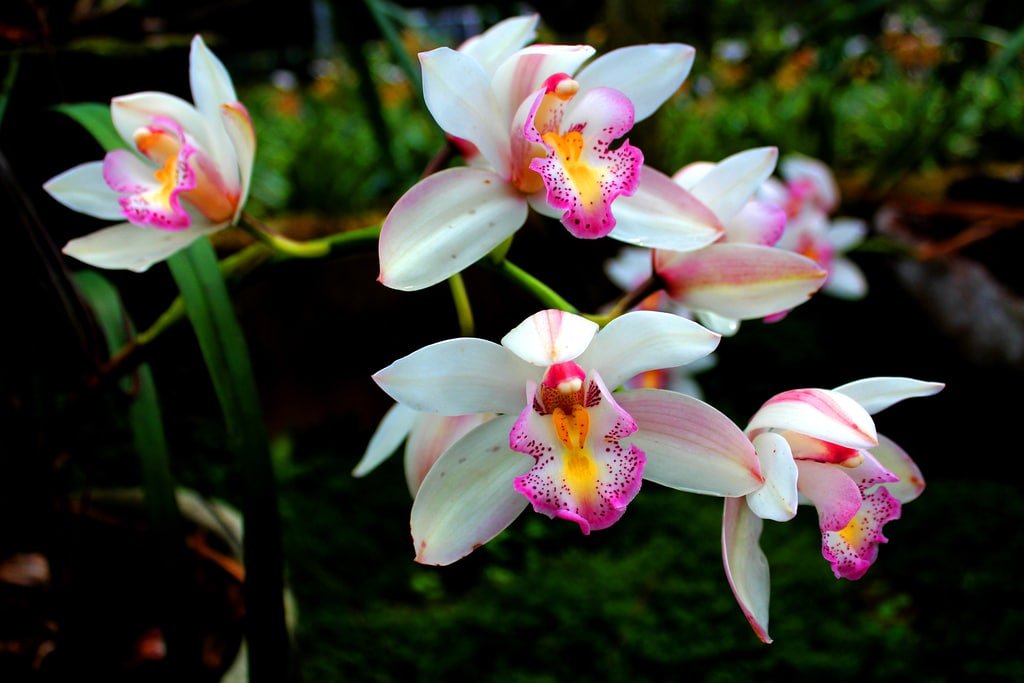 La mejor guía sobre cómo dividir las orquídeas 1