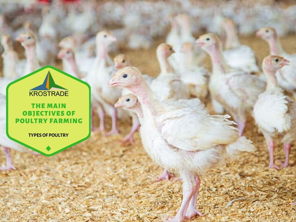 Los principales objetivos de la avicultura en 7 términos sencillos 1