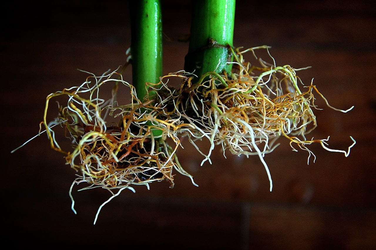 Prévenir la pourriture des racines en hydroponie: 3 conseils