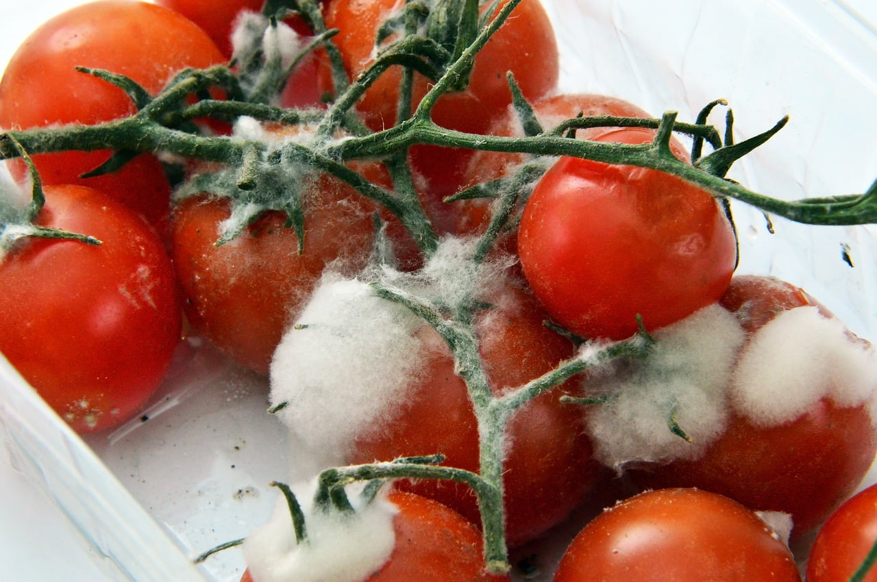 Quand les tomates se dégradent? 4 signes à surveiller 1