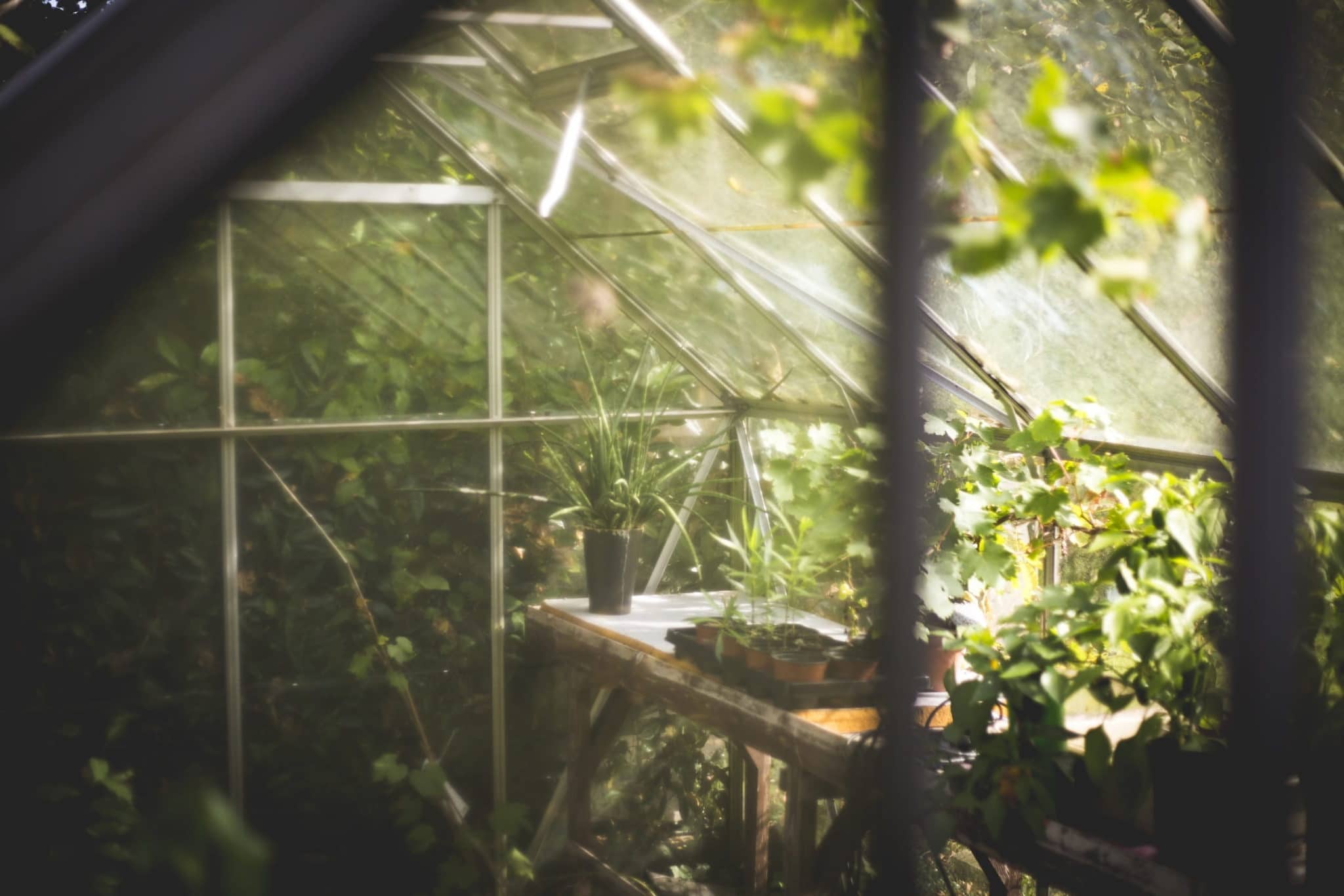 Recrear condiciones salvajes al cultivar menta en un invernadero 1