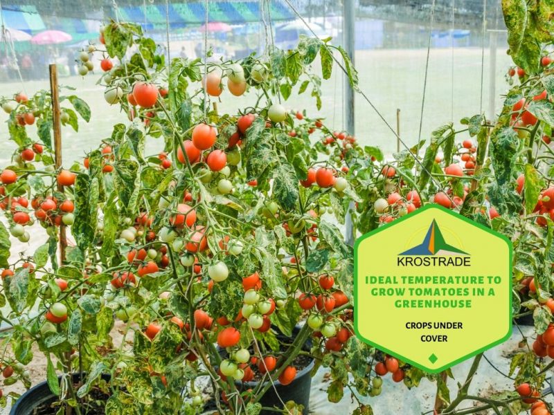 Temperatura ideal para cultivar tomates en invernadero 1