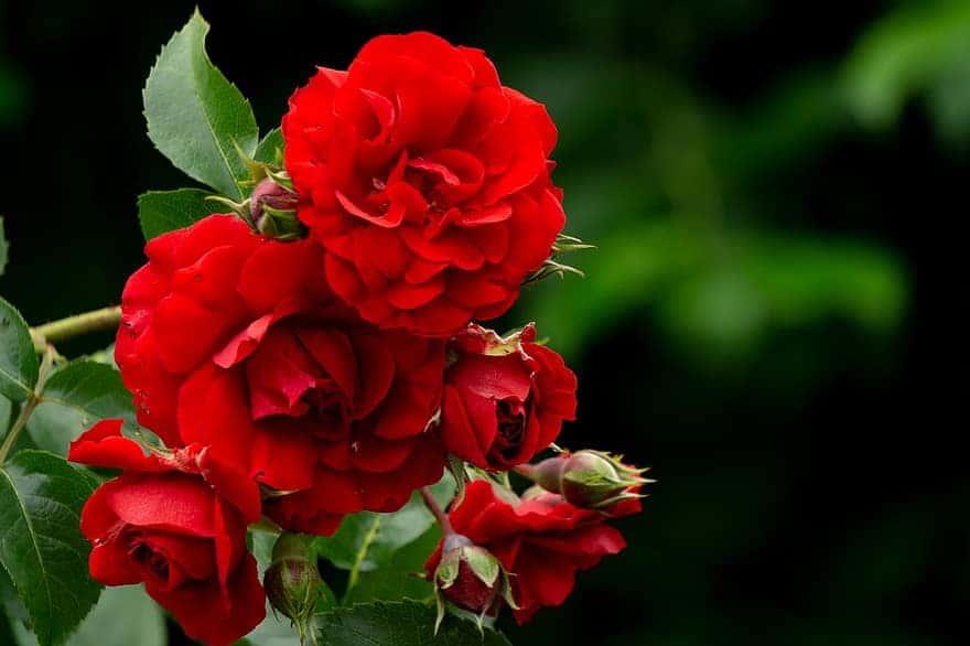 ¿Cómo puedo mantener libre la enfermedad de las rosas? 1