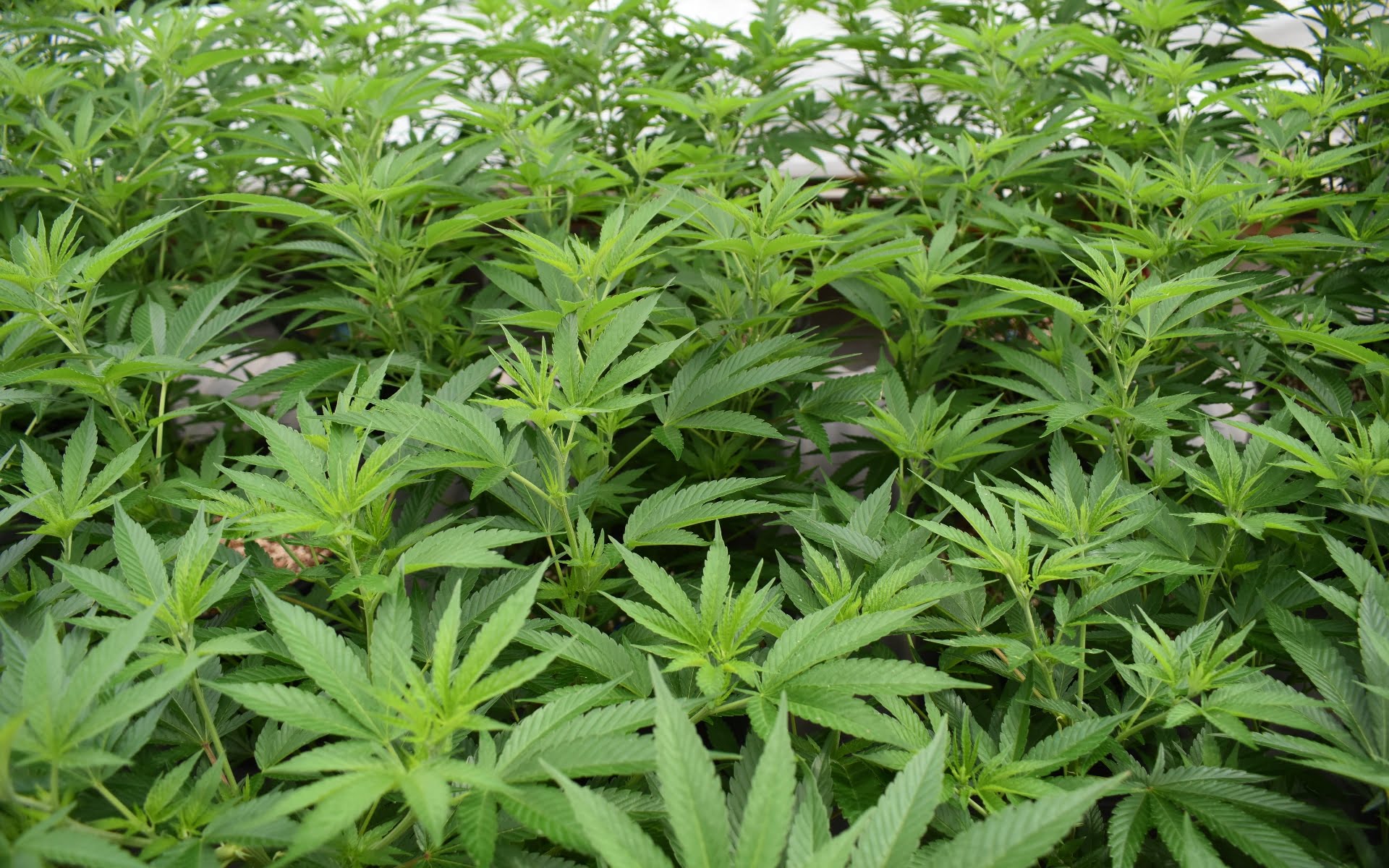 ¿Cuál es el mejor suelo para cultivar marihuana en un invernadero? 1
