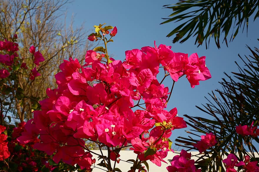 ¿Cuándo florecen los arrayanes en España? 2