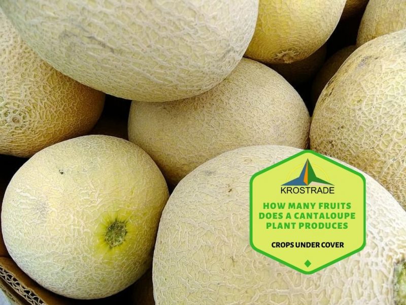¿Cuántas frutas produce una planta de melón? 1