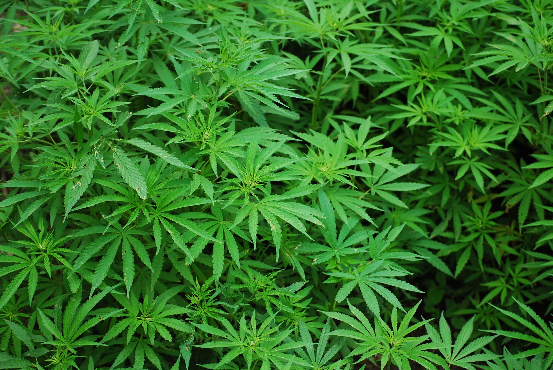 ¿Cuántas ganancias se pueden obtener cultivando marihuana en un invernadero de 10,000?