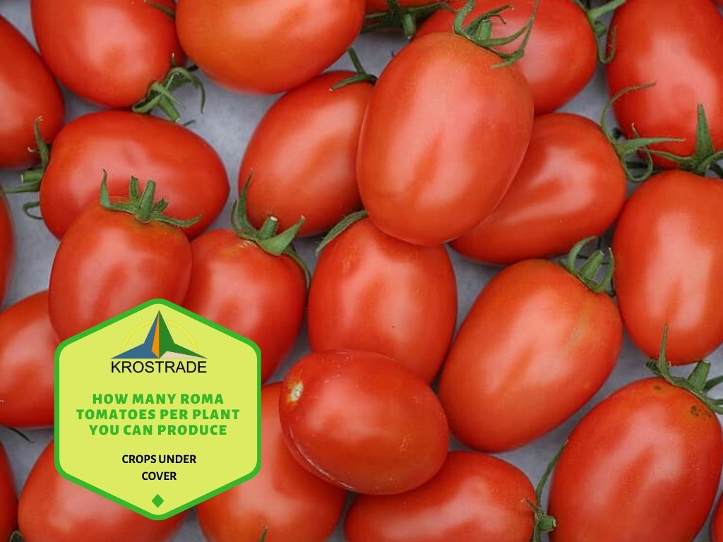 ¿Cuántos tomates Roma por planta se pueden producir? 1