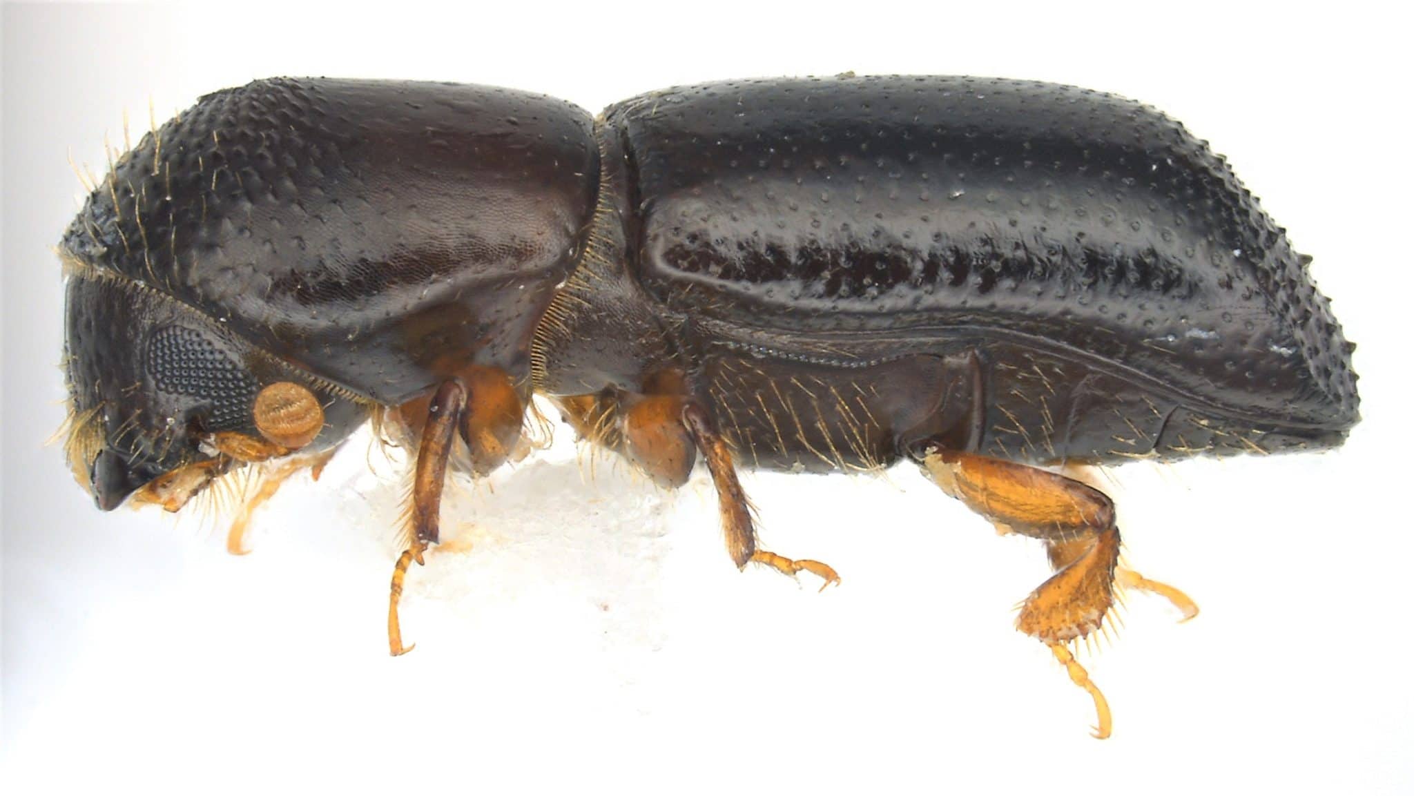 ¿Por qué el escarabajo de la ambrosía de Redbay es una especie invasora preocupante? 1