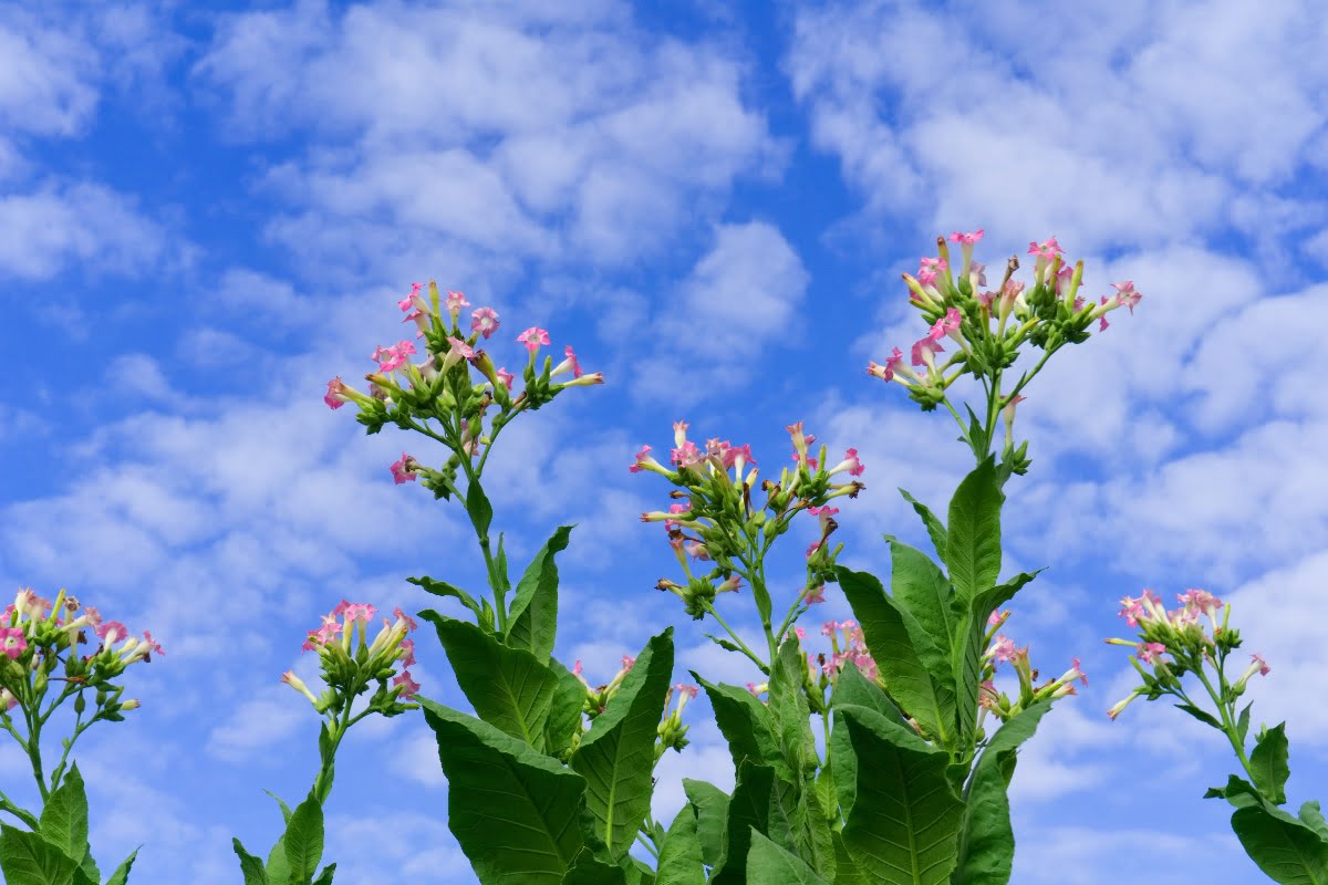 ¿Por qué las flores de las plantas de tabaco cambian de apariencia? 1