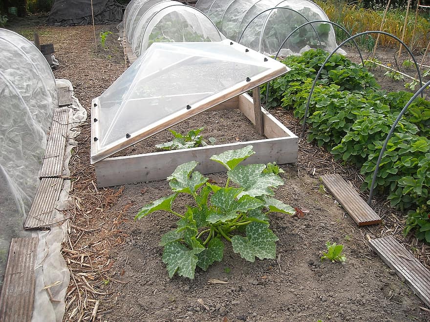¿Qué se puede plantar en un mini invernadero? 1