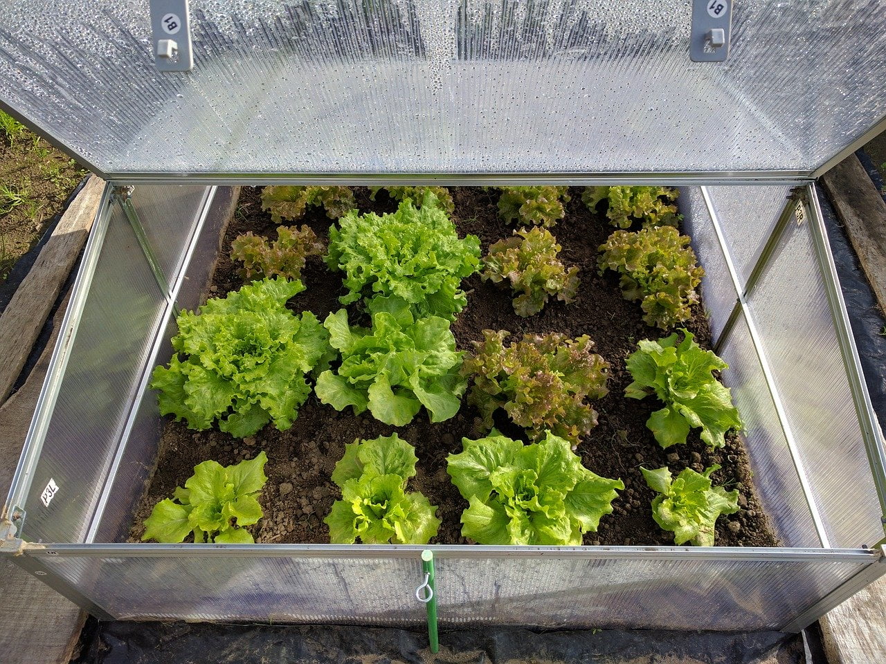 ¿Qué tan calientes se mantienen las plantas en un pequeño invernadero emergente? 1