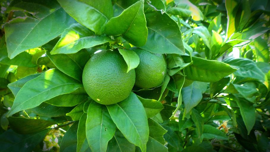 ¿Qué tan rápido crece la lima limón Nandina? 1