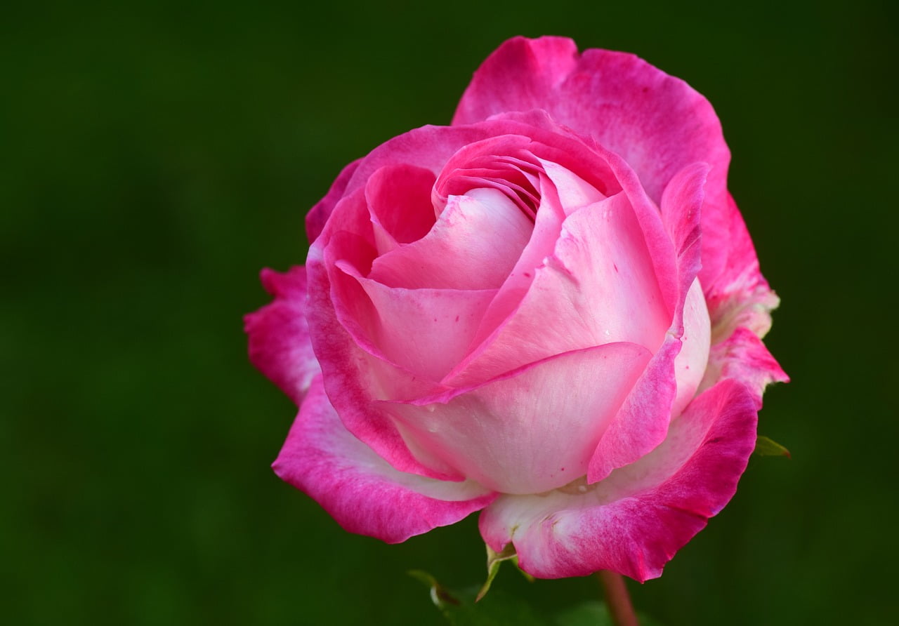 8 conseils simples et utiles pour faire pousser des roses en pot