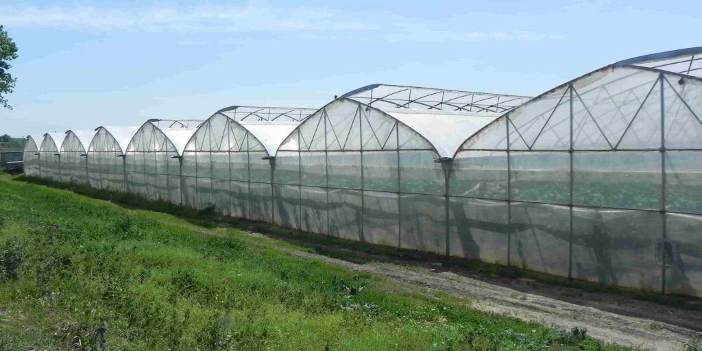 Przemysłowa produkcja roślin w wielonawowych namiotach rolniczych